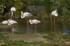 Roze FlamingoHD