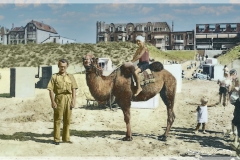 kameel-op-strand-kleur